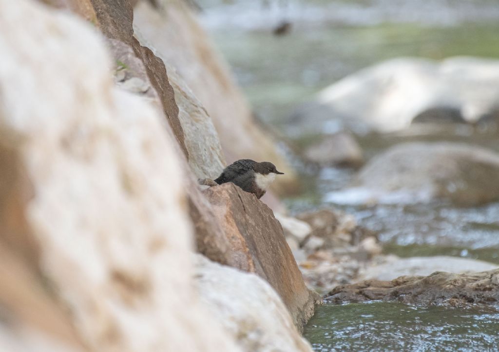 Merlo acquaiolo (Cinclus cinclus)